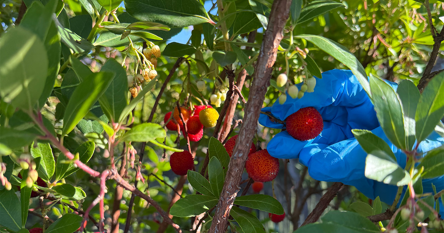 SerQ integra projeto de valorização do Medronho
