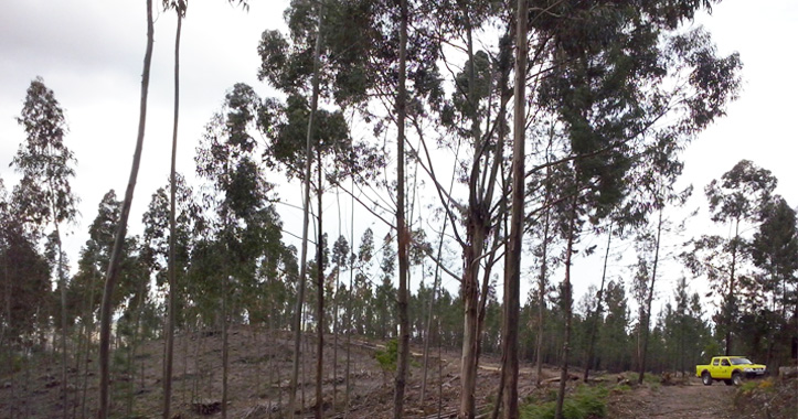 Sld-GestCombs31maio2020