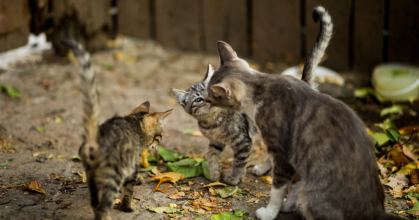 Gatos de rua junto a folhas