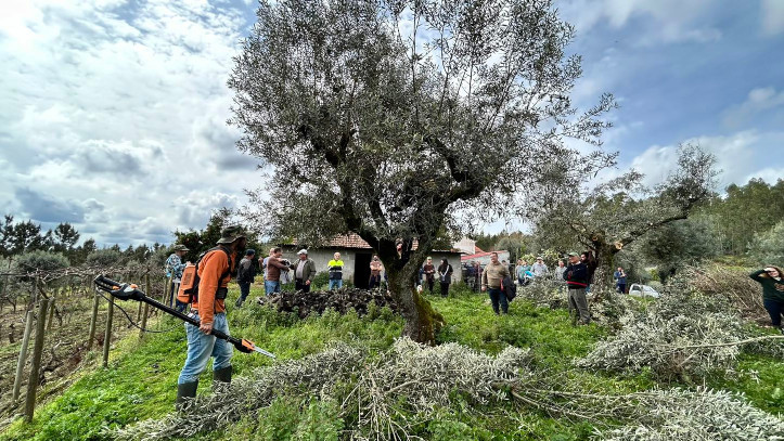 Poda de Oliveiras